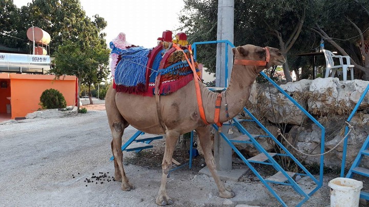 dromadaire Mersin Turquie