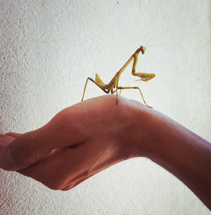 Mantis in Hand