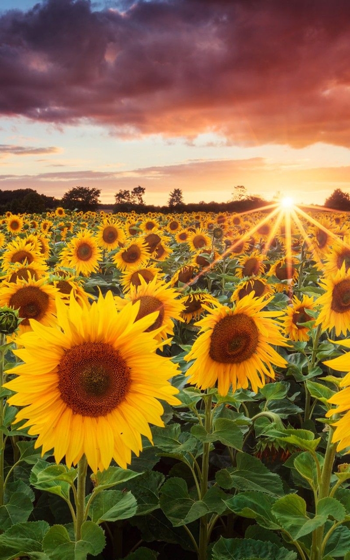 Sunflowers