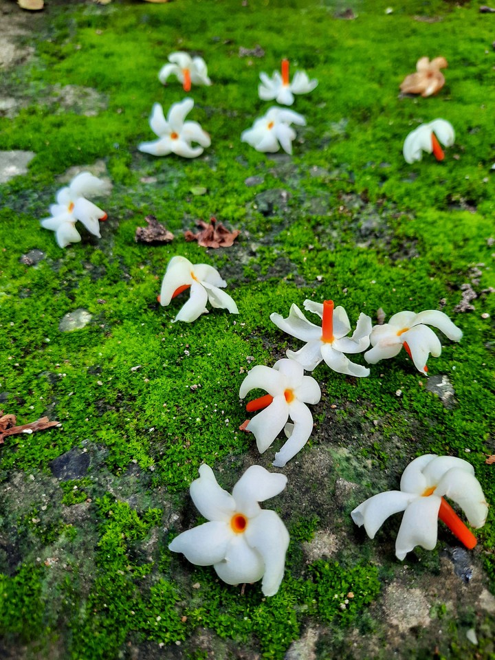 Shiuli flower