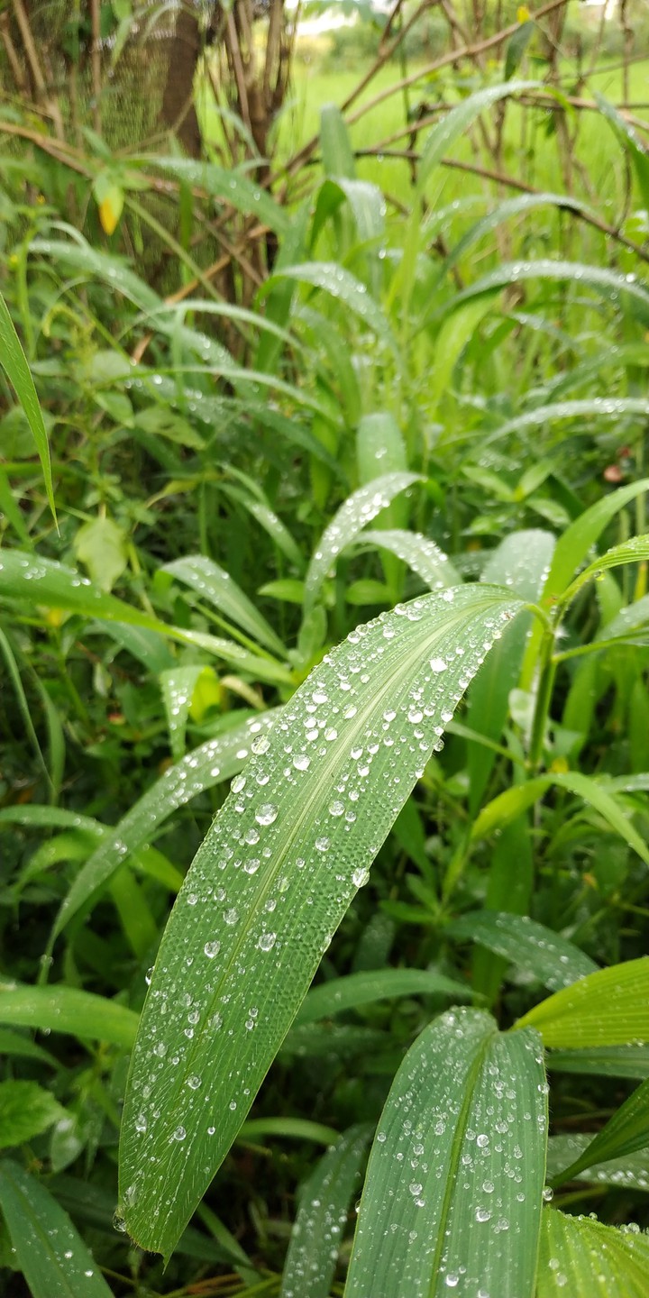 Morning Dew