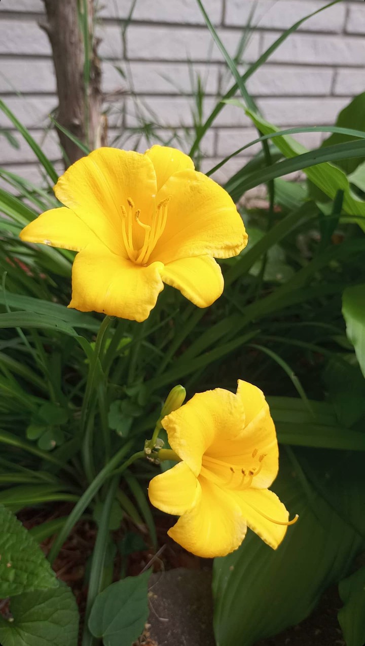 yellow flowers
