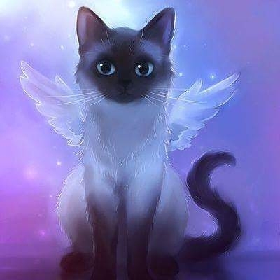 Angel Cat