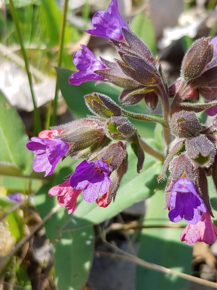 Wild Flowers