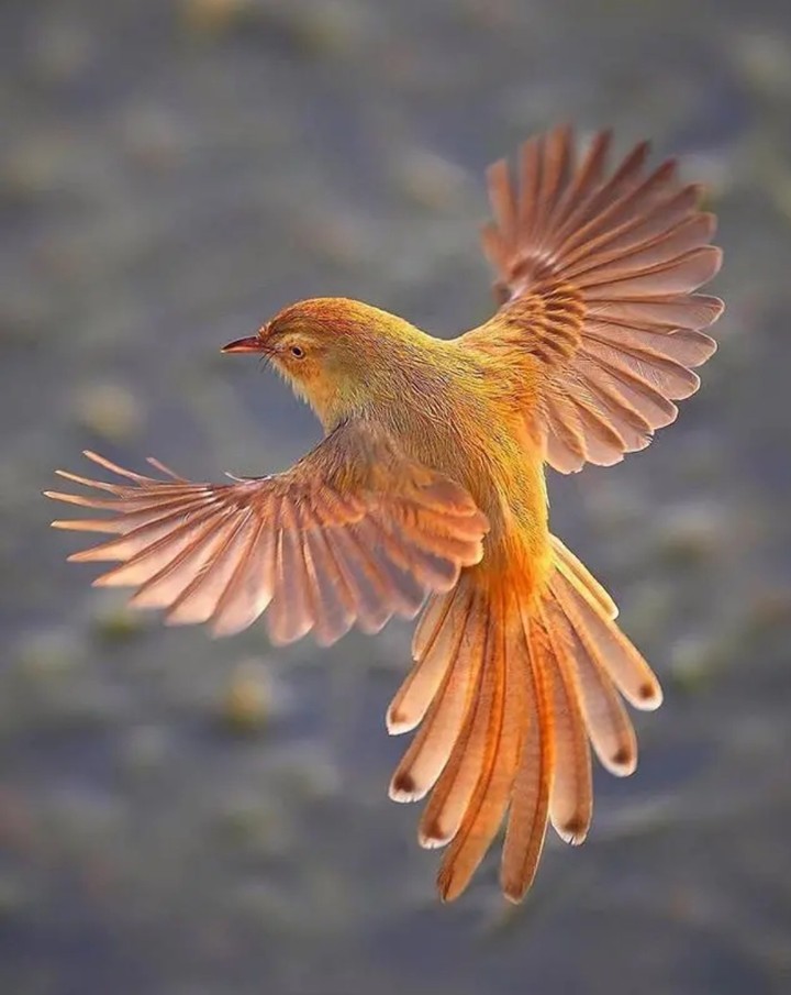 bird ❤️