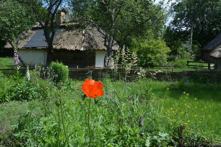 Flower Poppy