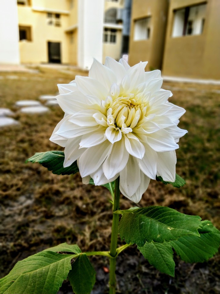 White beauty