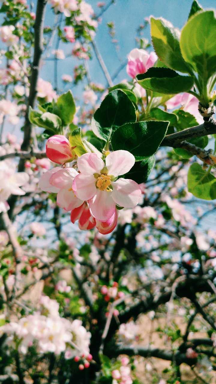 flower apple