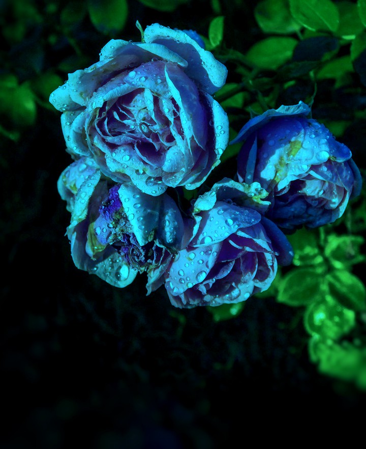 Drops