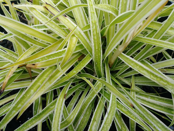 Plant