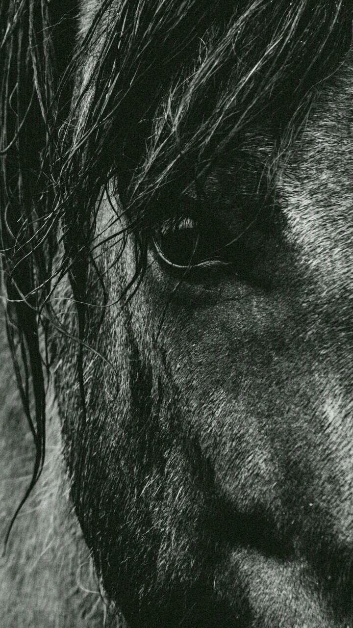 horse