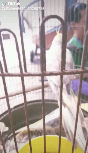 앵무새들