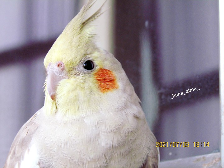 خیره به خورشید