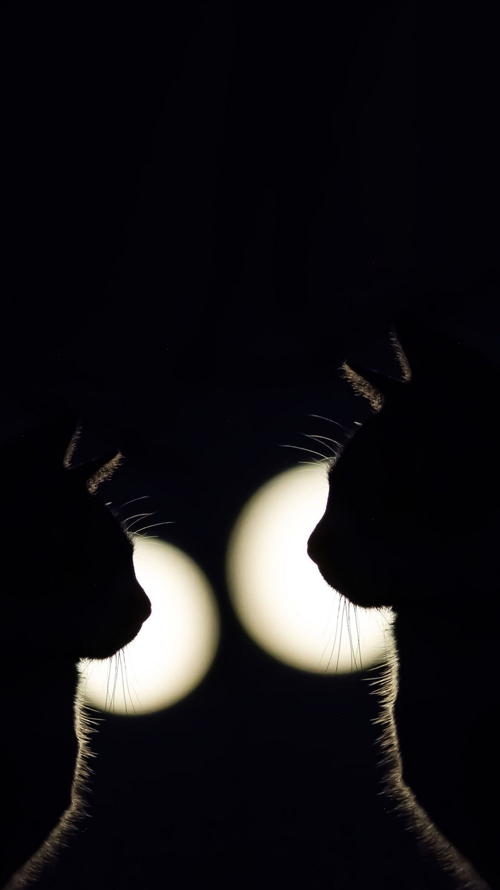 2 cat's