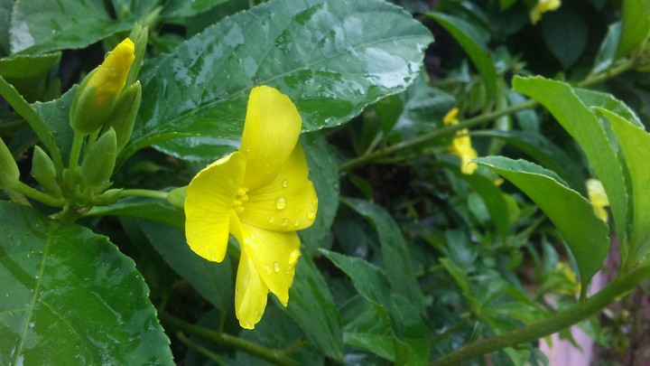 After rain