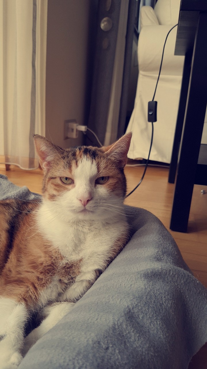cat