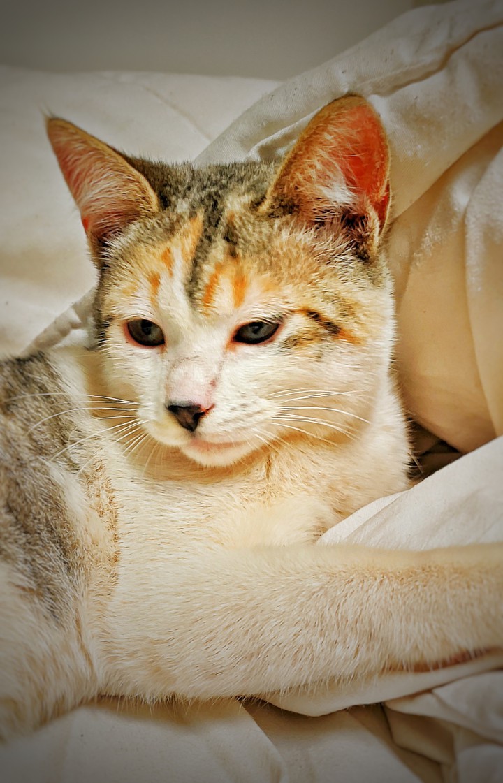 cat