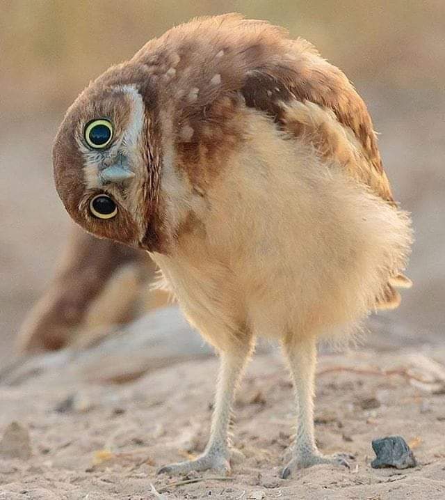 Cute Owl