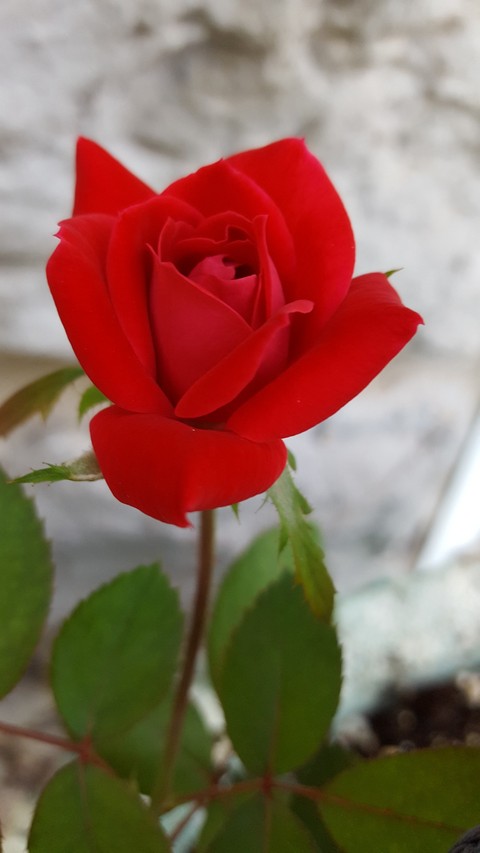 Mini rose bud
