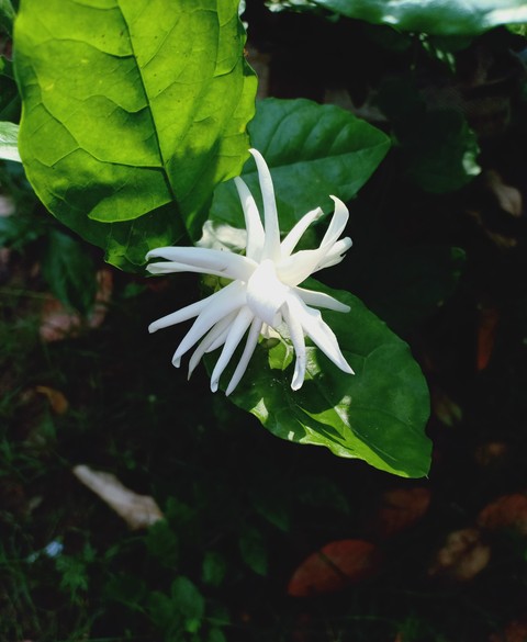 # jasmine ( jui)