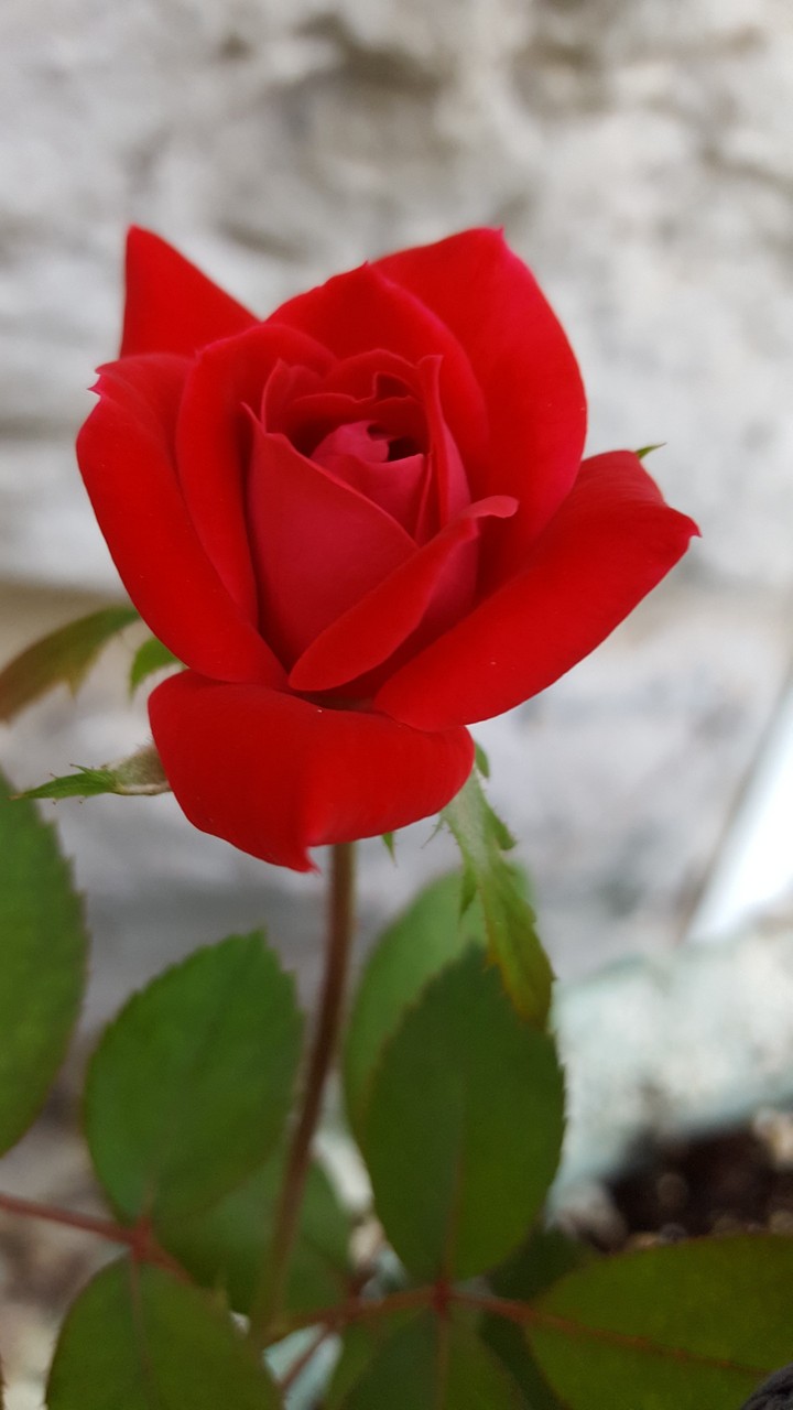 Mini rose bud