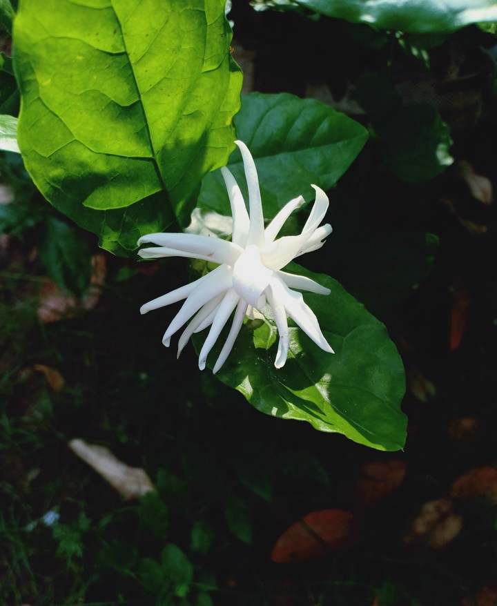 # jasmine ( jui)