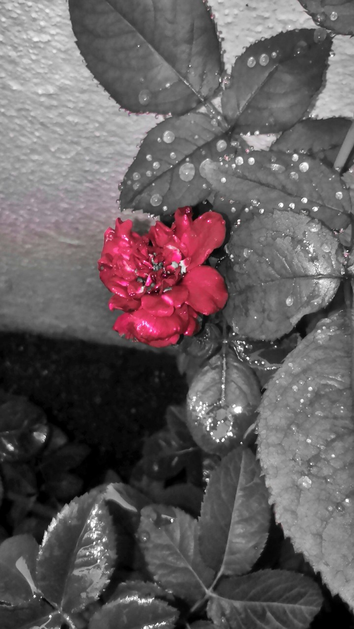 Rose in my Garden....