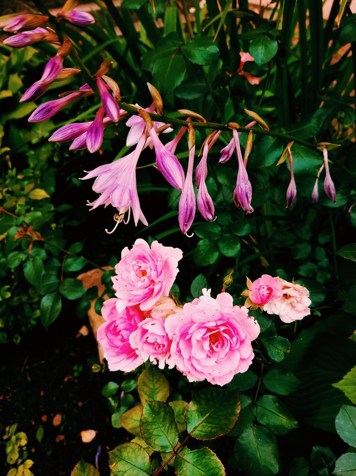 #flowers