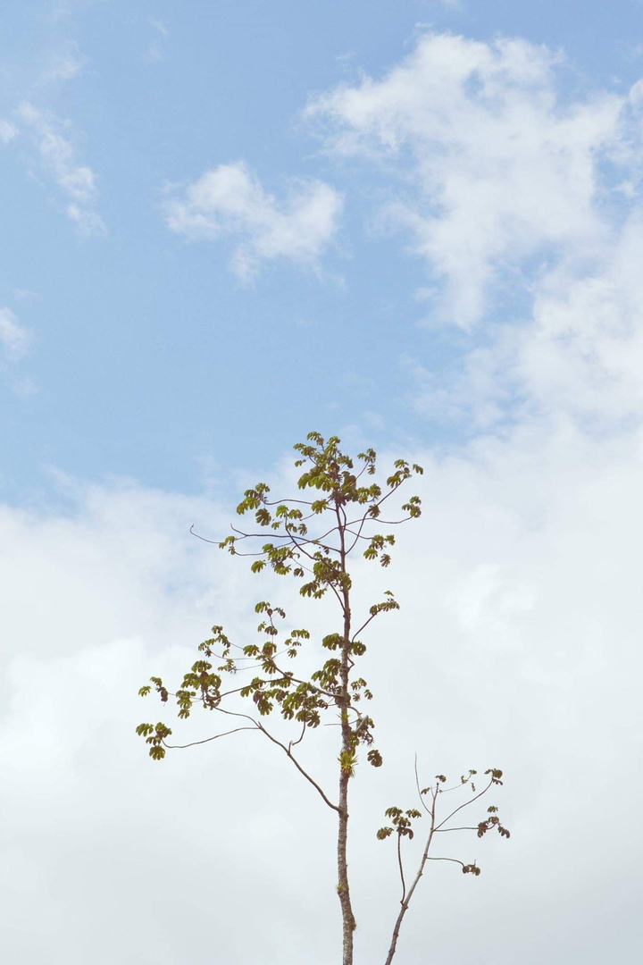 Little tree
