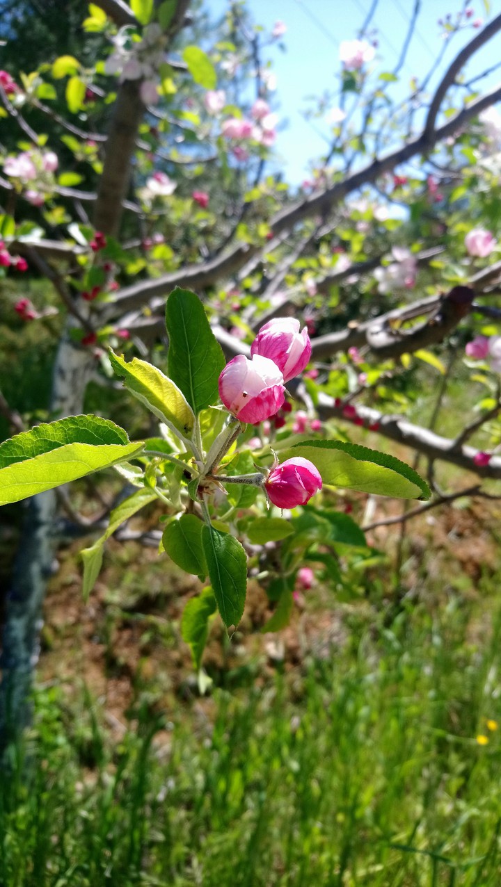 Spring in Greece