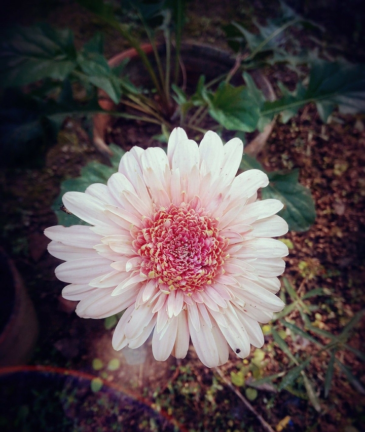 flower beauty