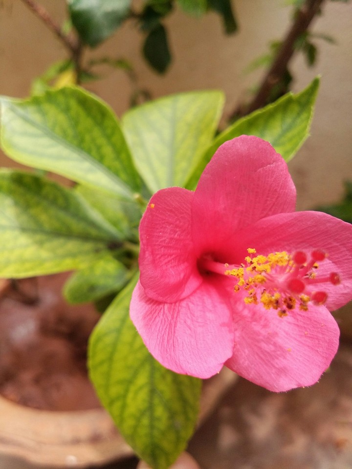FLOWER