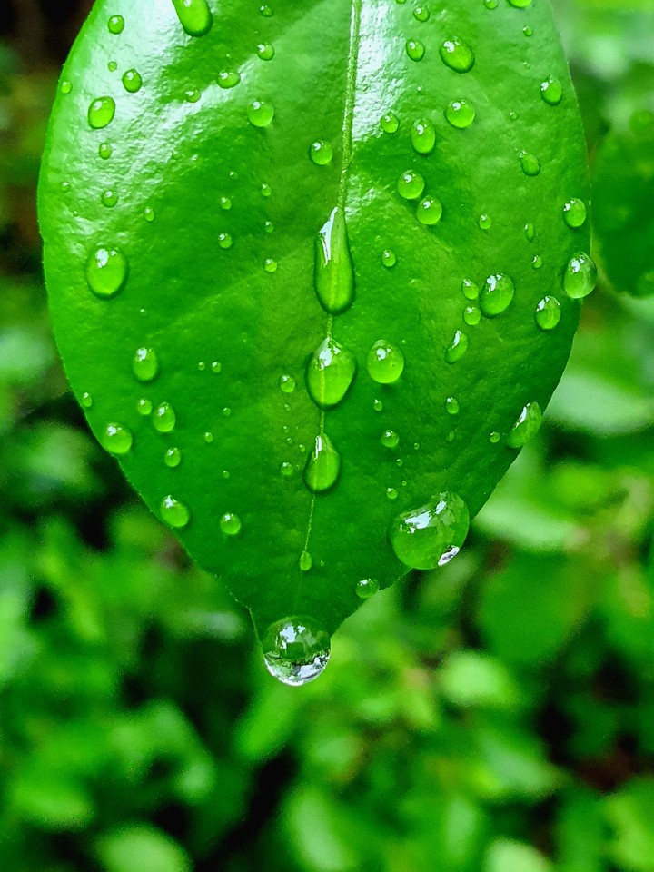 Leaf