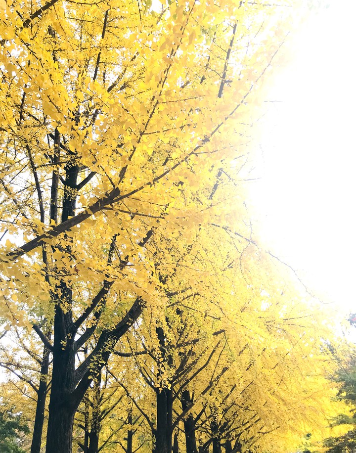 Autumn ? in Nami Island
