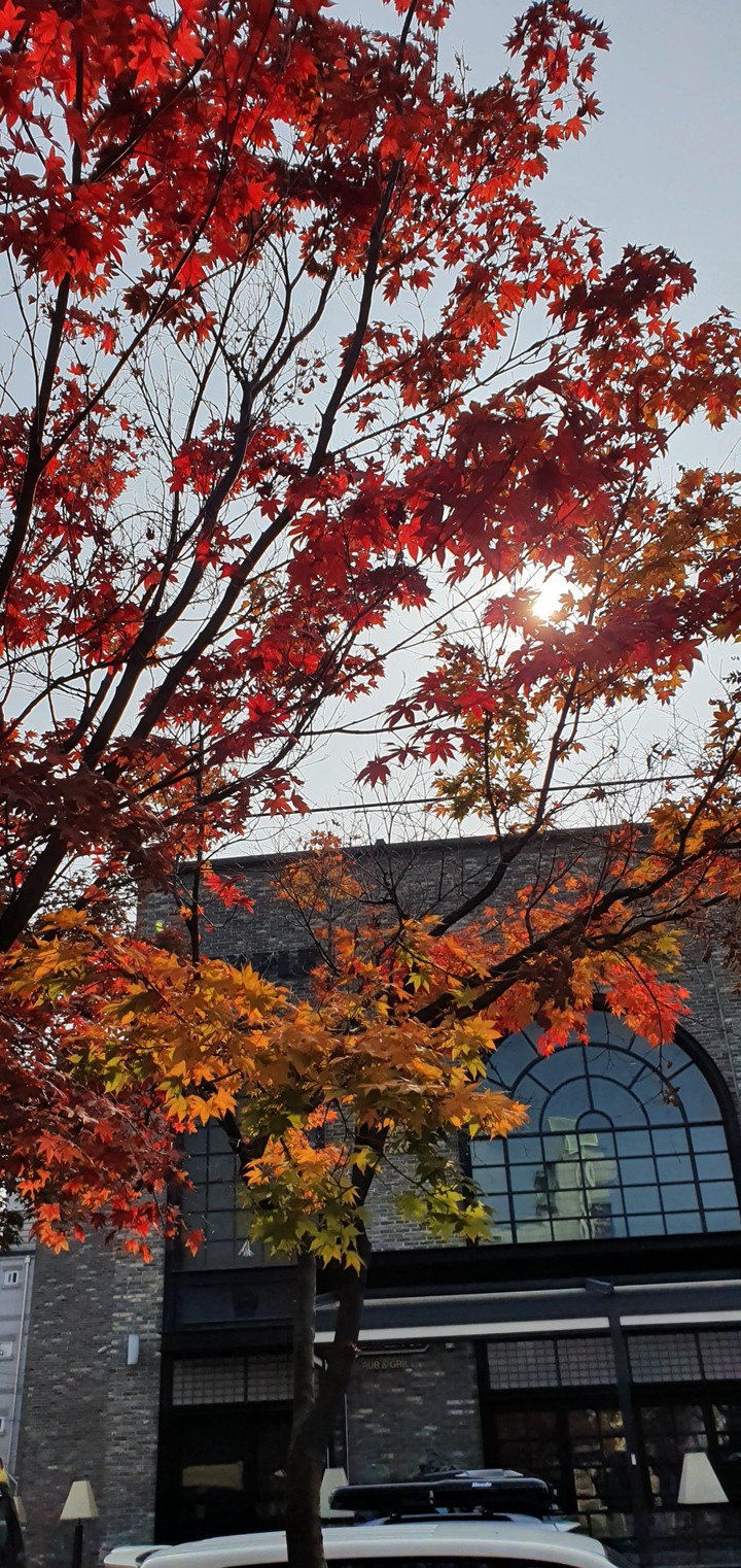 단풍