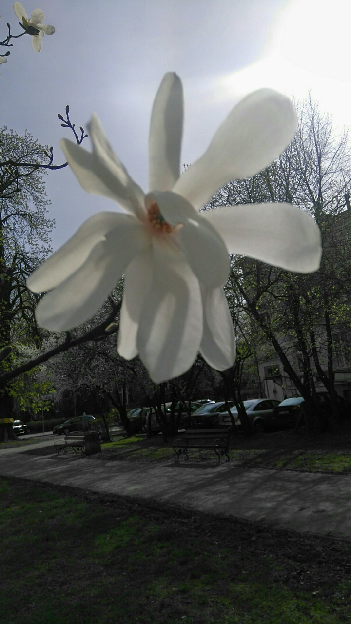 Magnolia