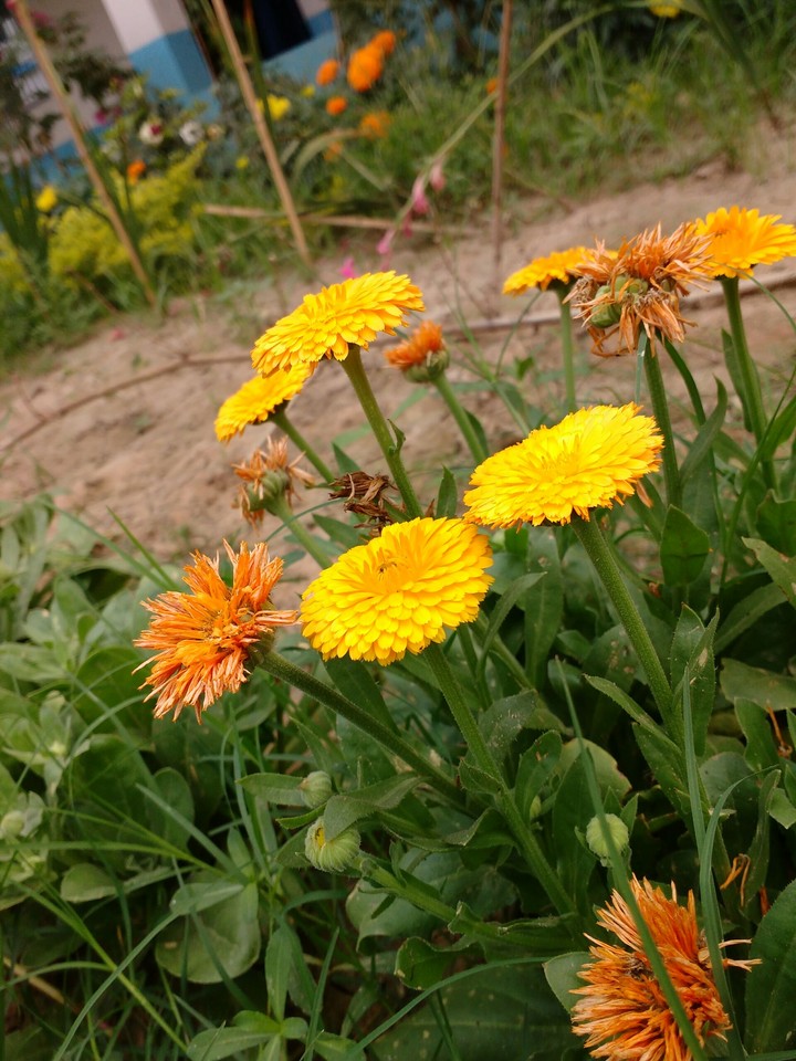 flowers