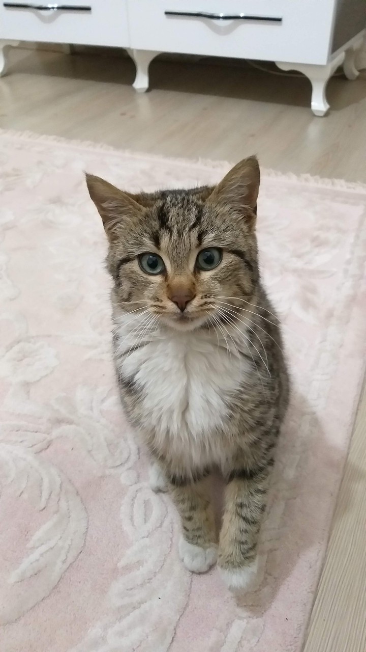 caty