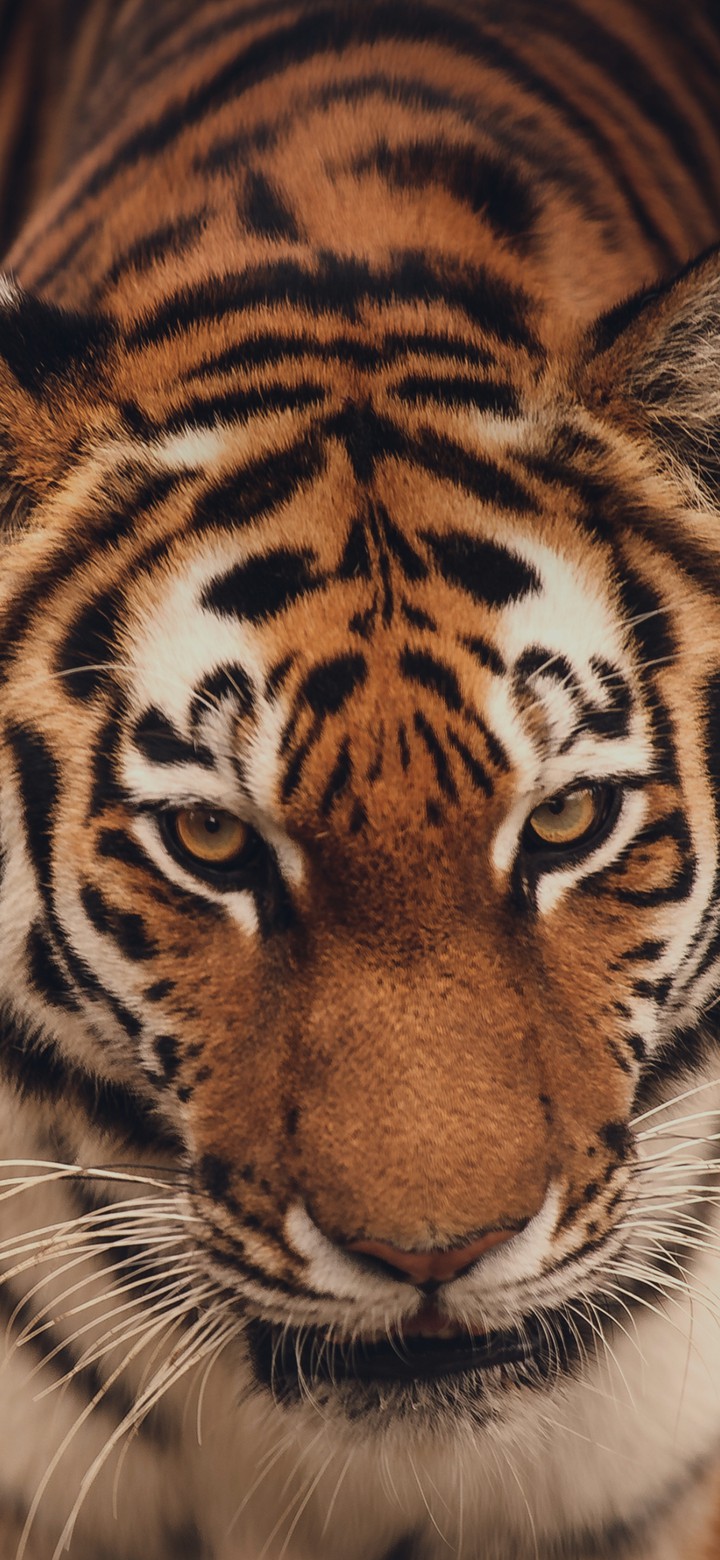 tiger