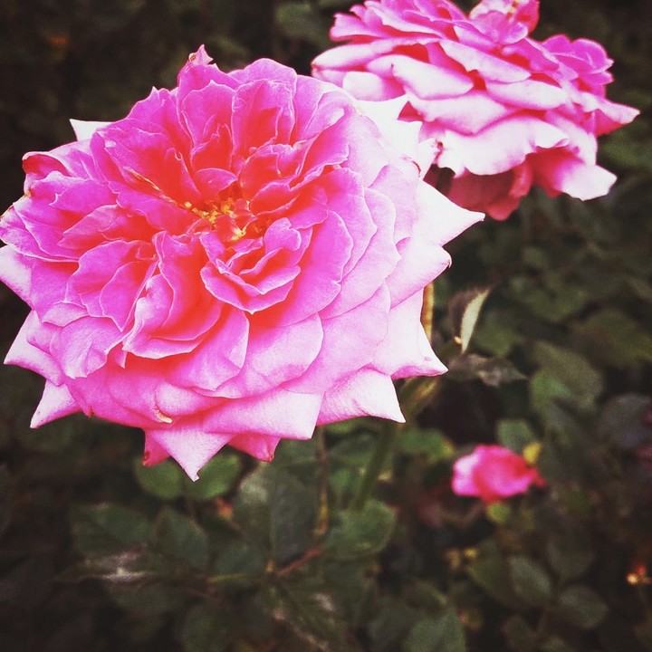 Roses,roses
