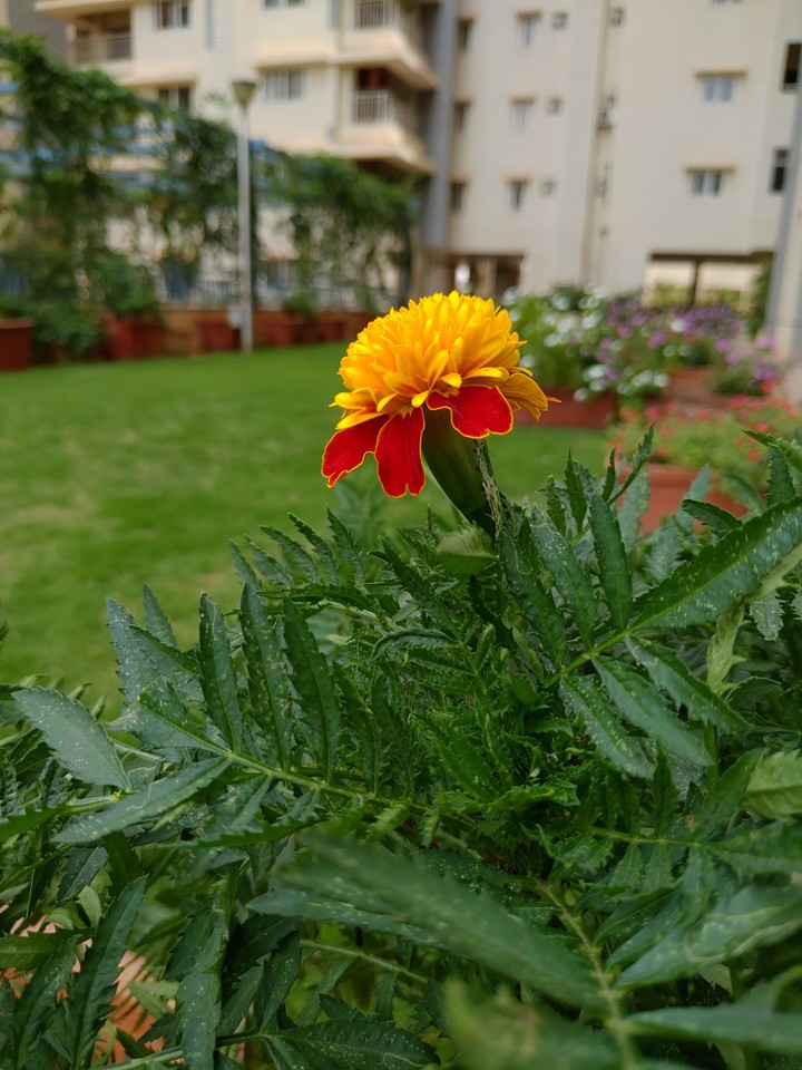 Flower