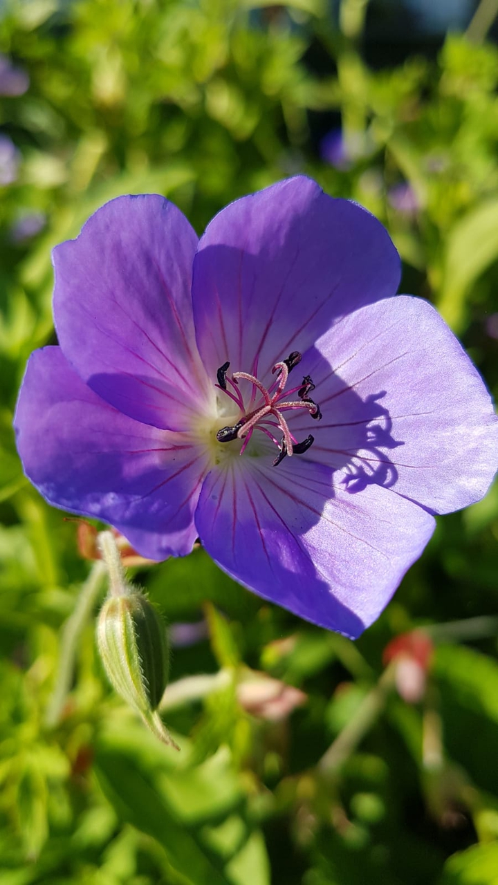 purple flower