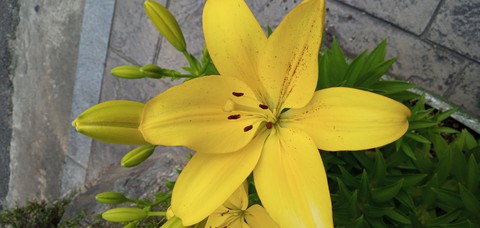 Yellow Flower