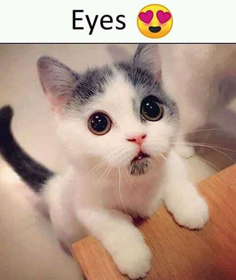 cute cat