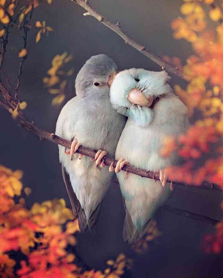 Birds & LOVE ♥️.