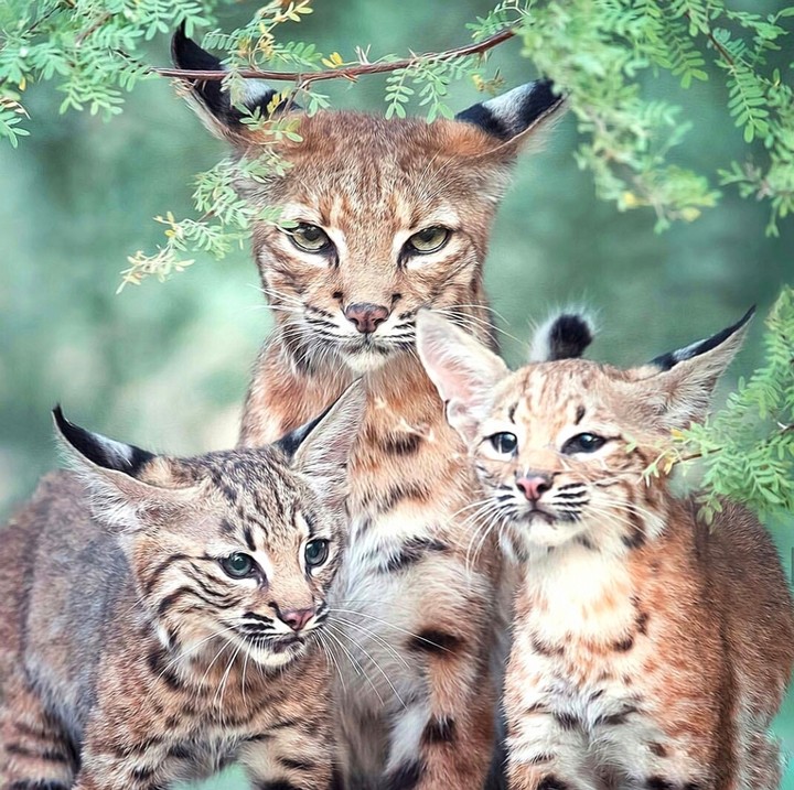 Family lynx lynx