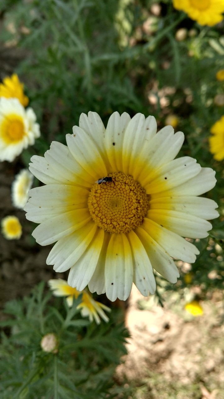 flower