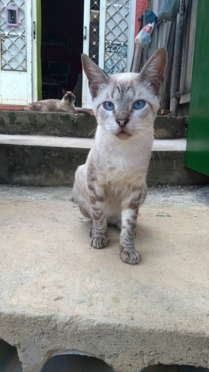 my cat