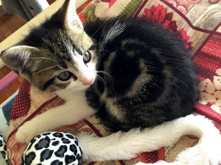 kitten