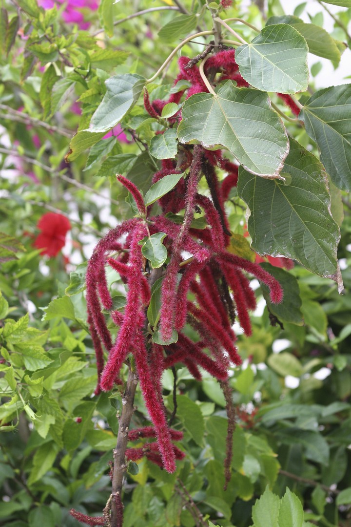 Plant